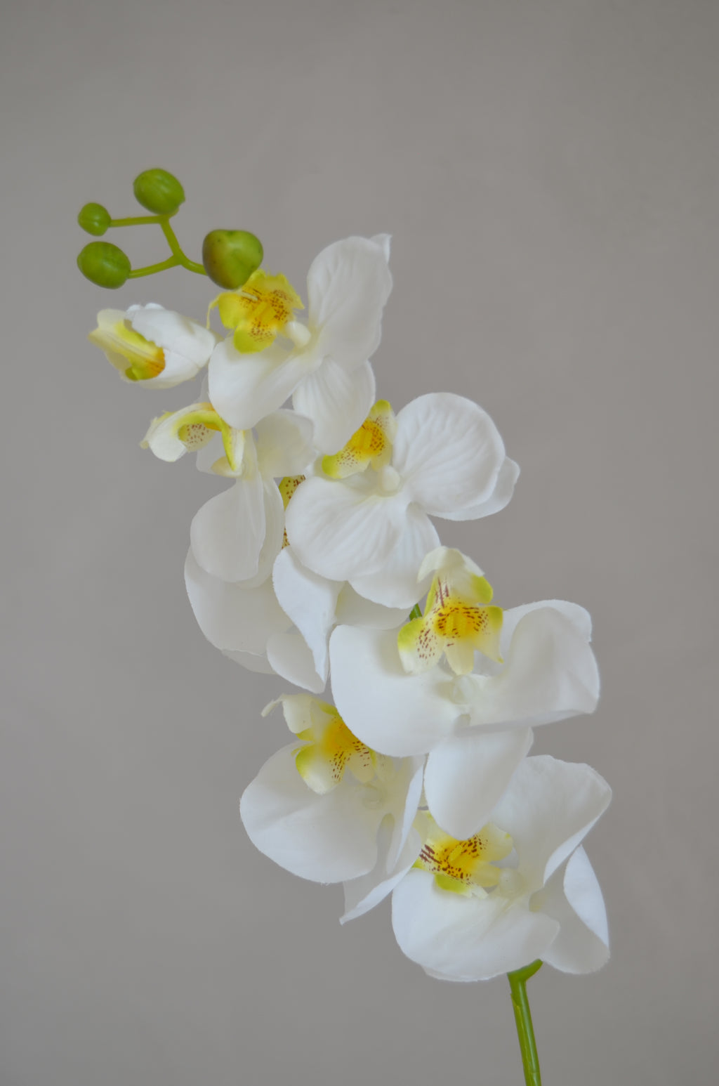 Phalaenopsis wit