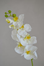 Phalaenopsis wit