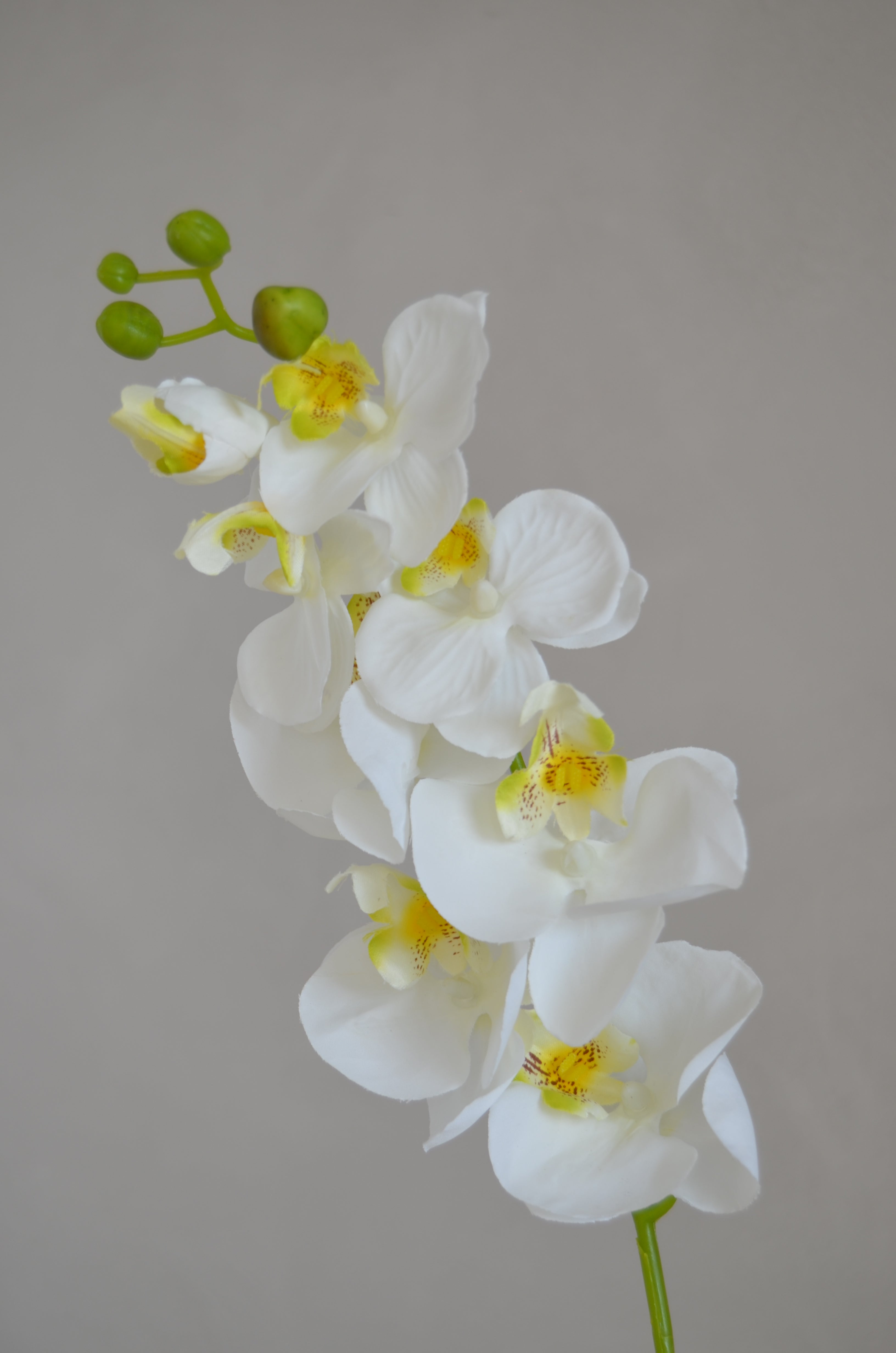 Phalaenopsis wit