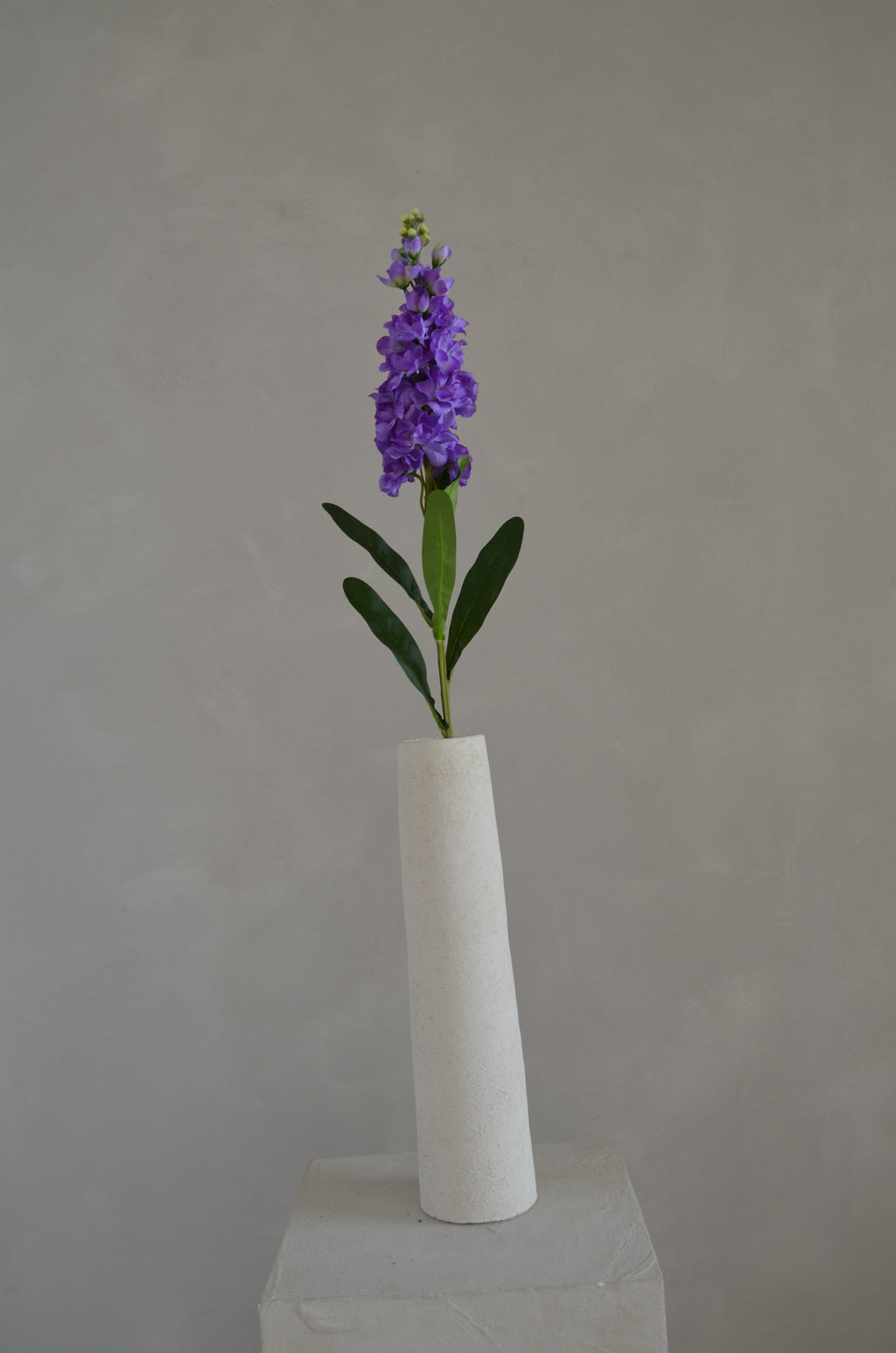 Matthiola paars