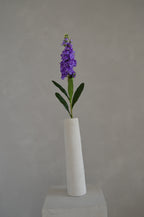 Matthiola paars