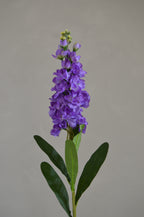 Matthiola paars