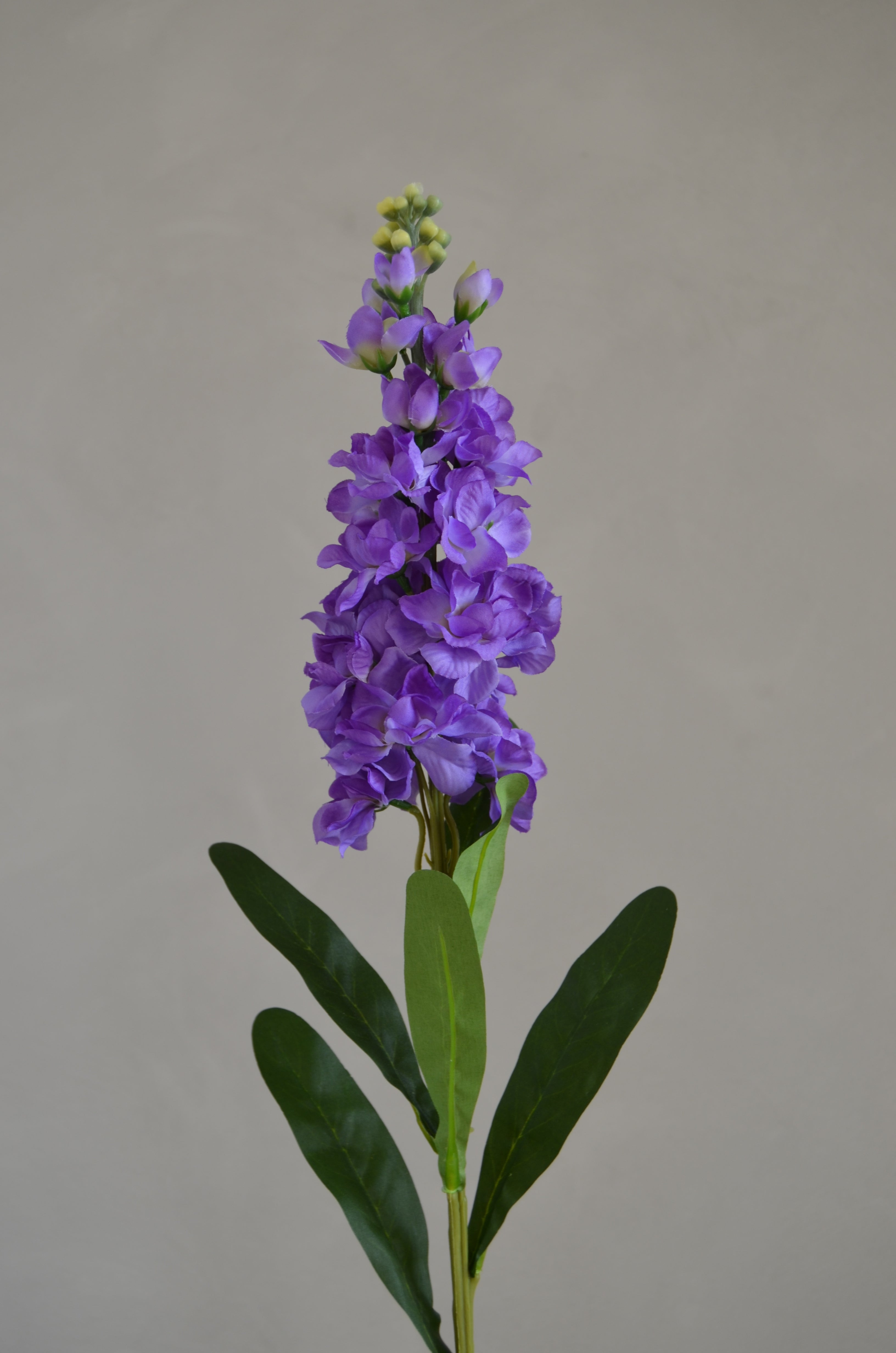 Matthiola paars