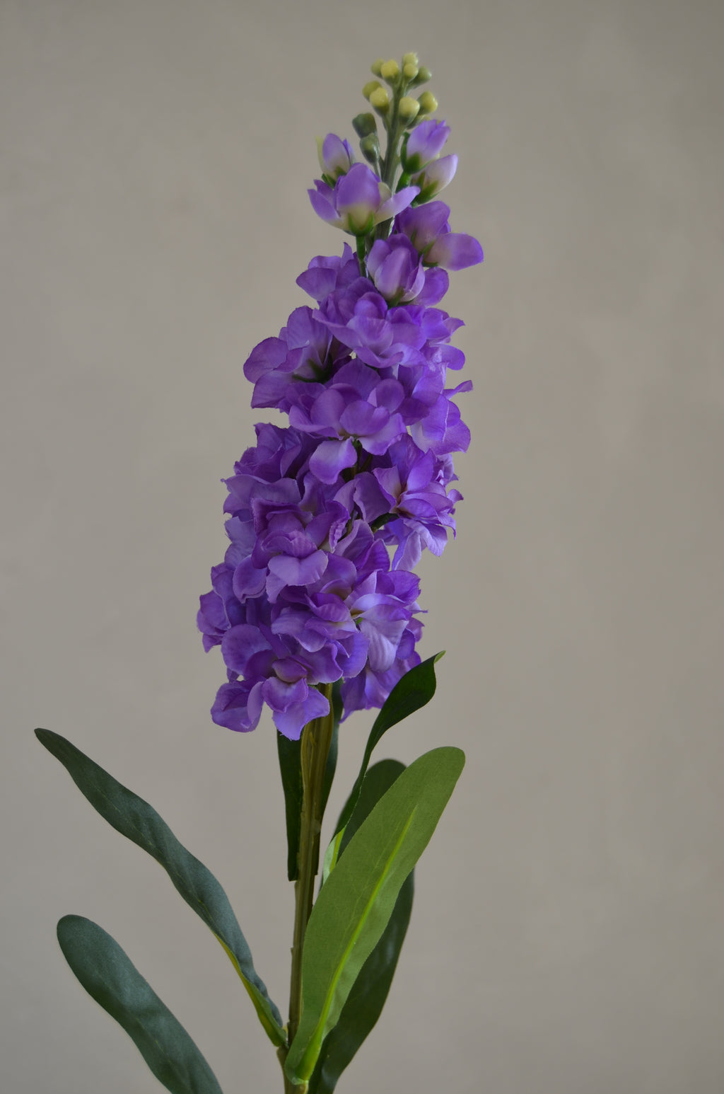 Matthiola paars