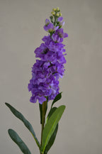 Matthiola paars