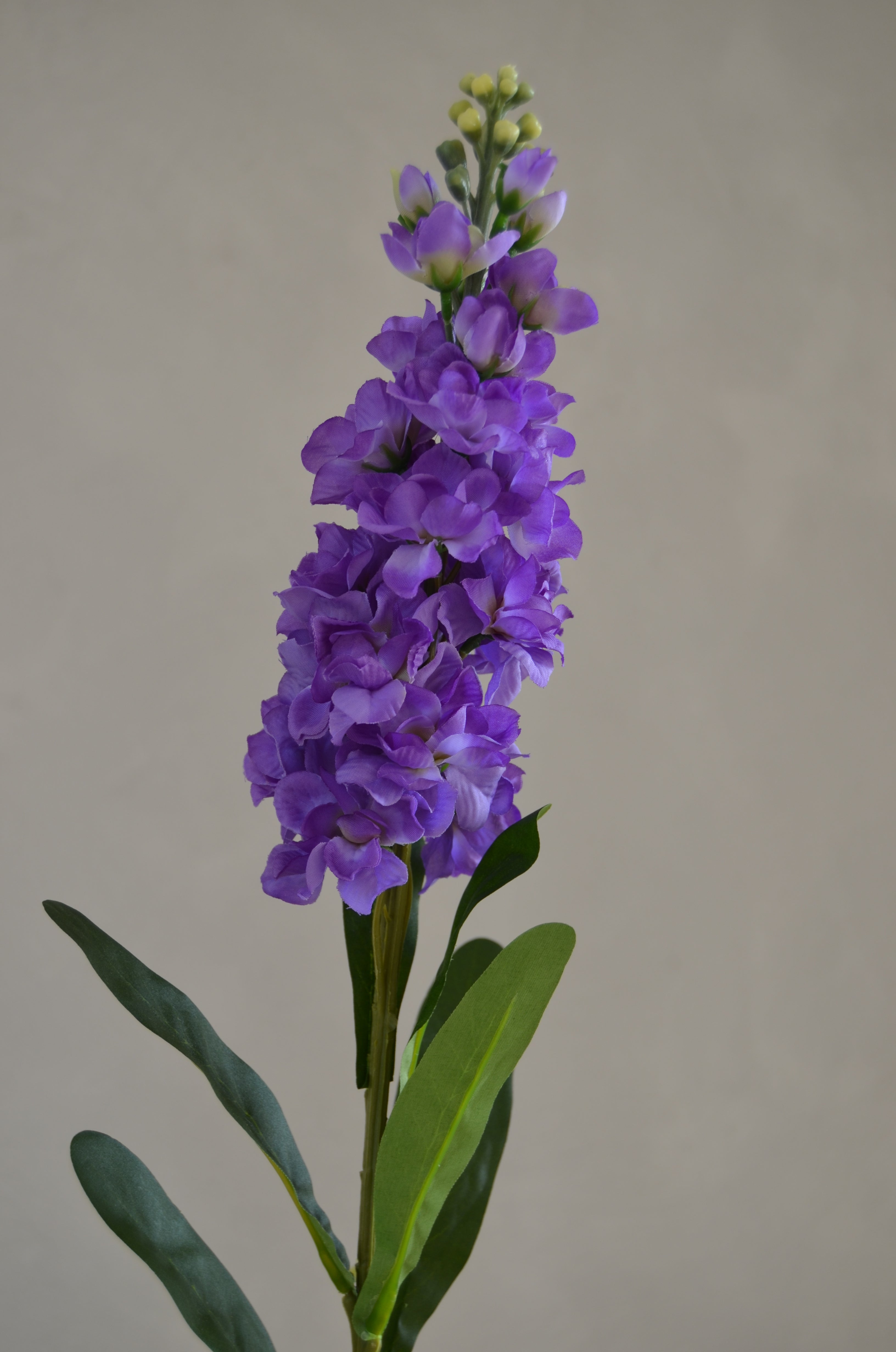 Matthiola paars
