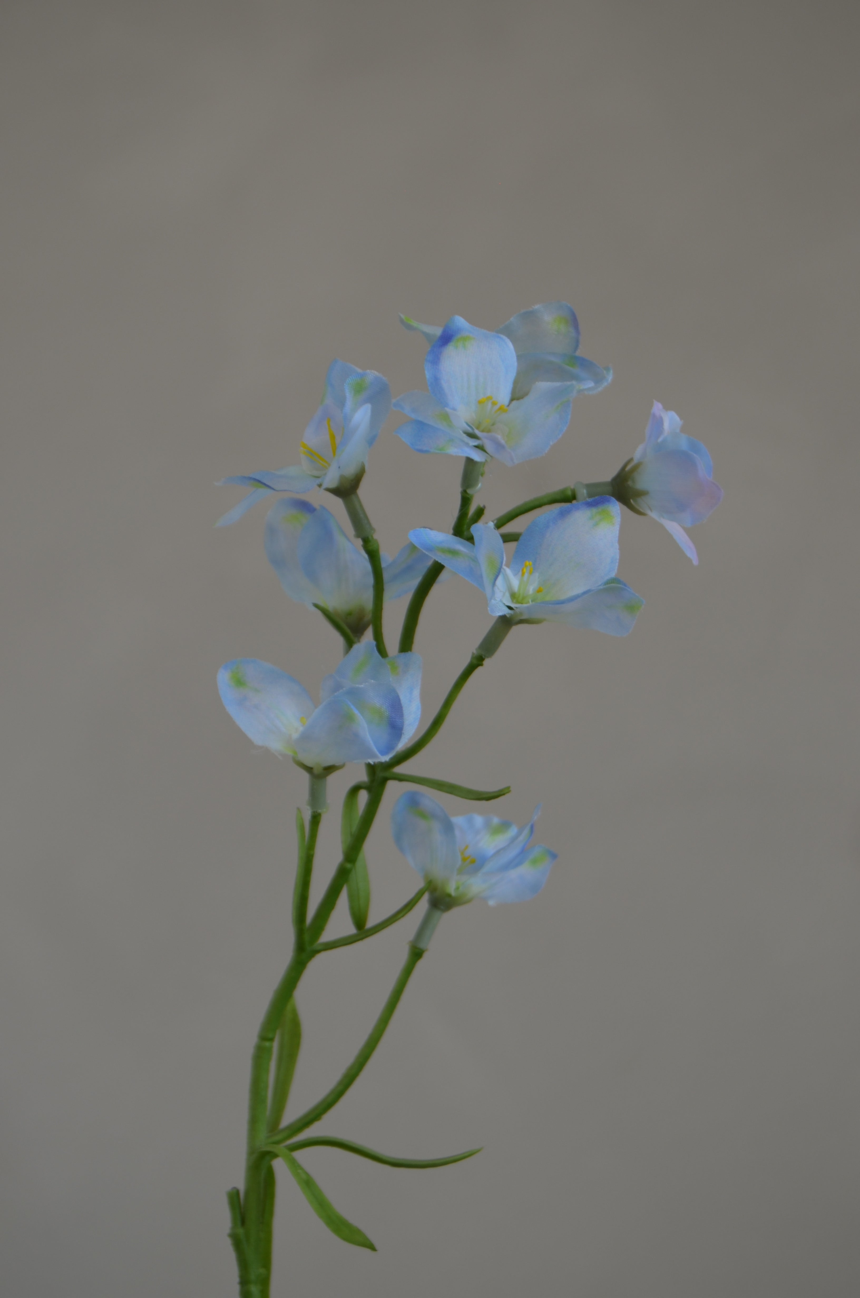 Larkspur lichtblauw