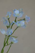 Larkspur lichtblauw