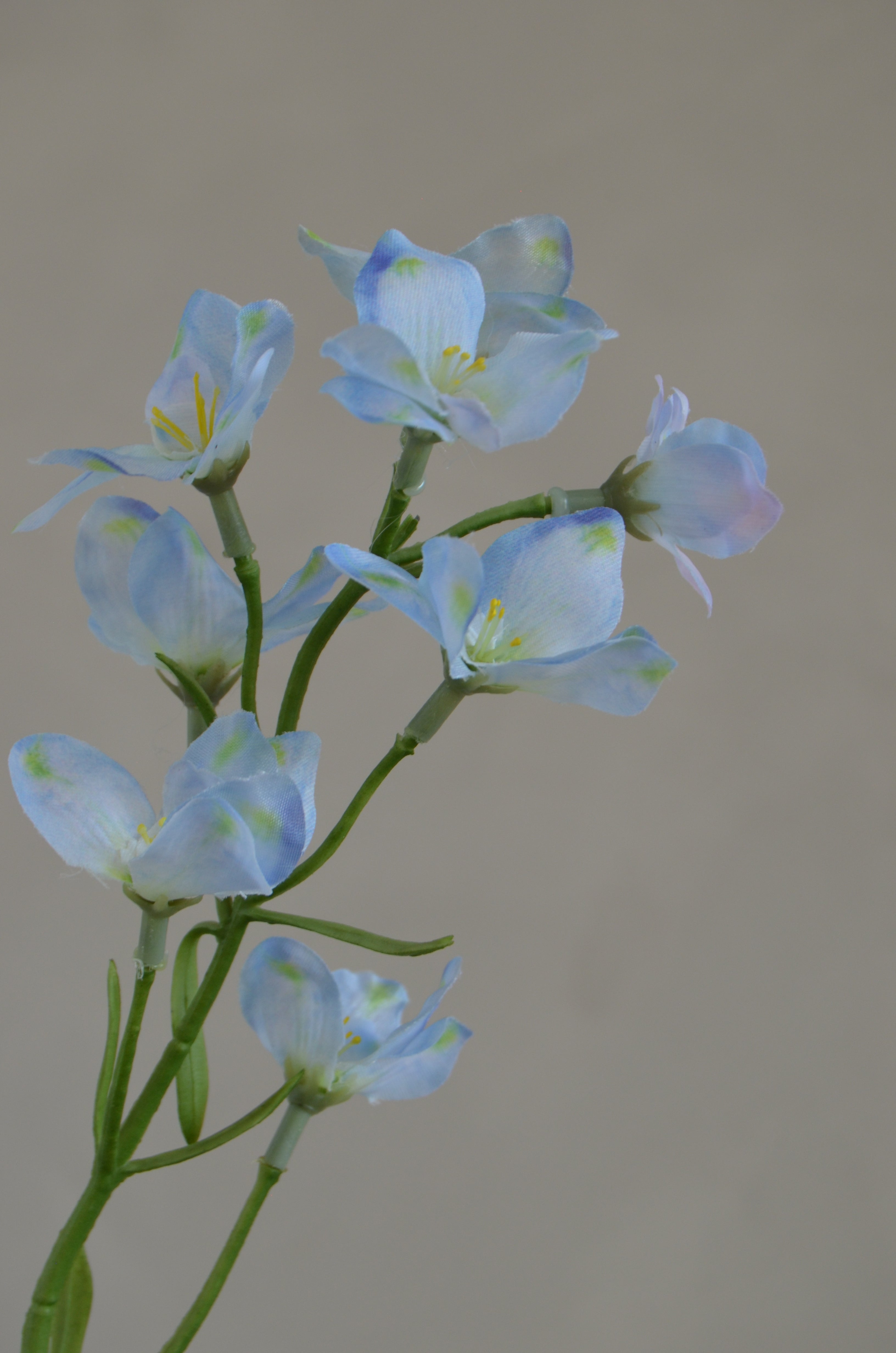 Larkspur lichtblauw