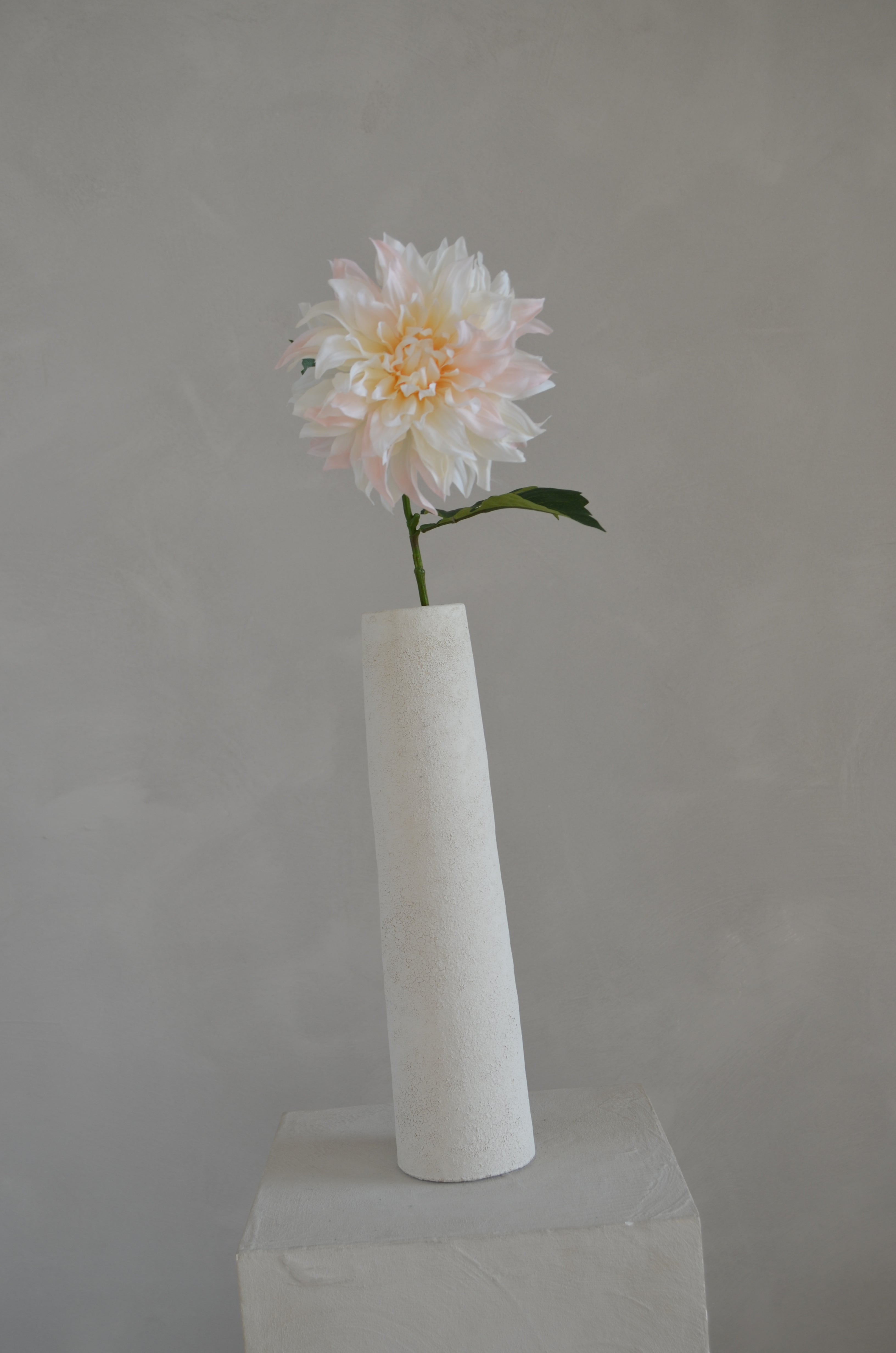 Dahlia lichtroze créme
