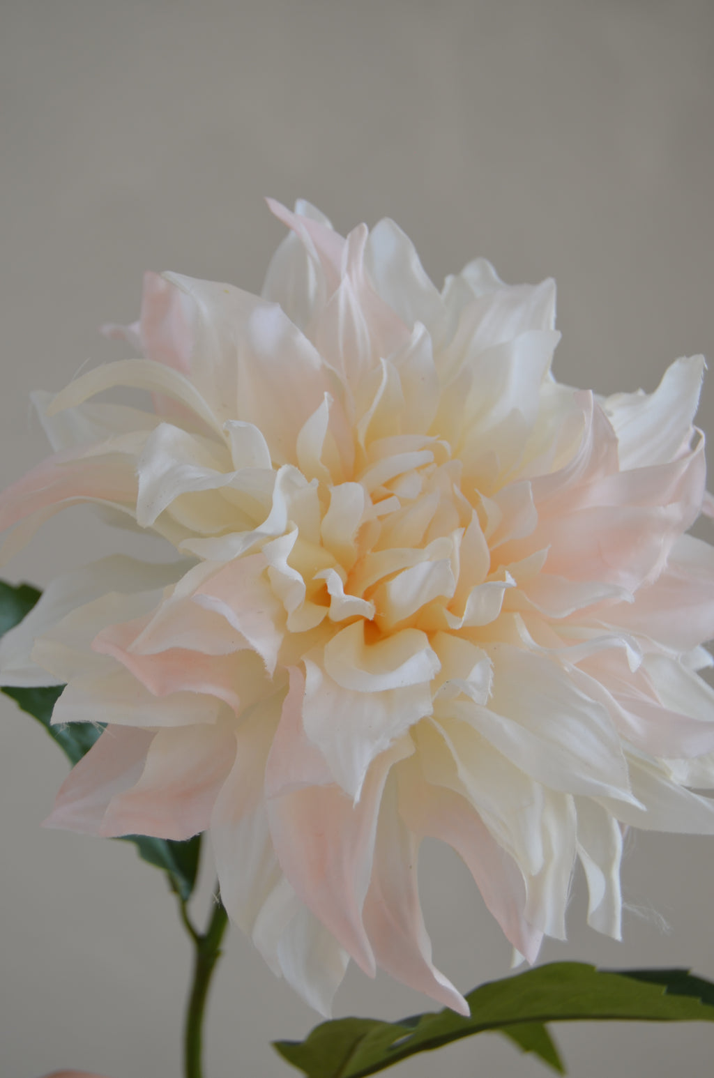Dahlia lichtroze créme