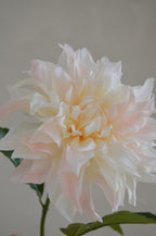 Dahlia lichtroze créme