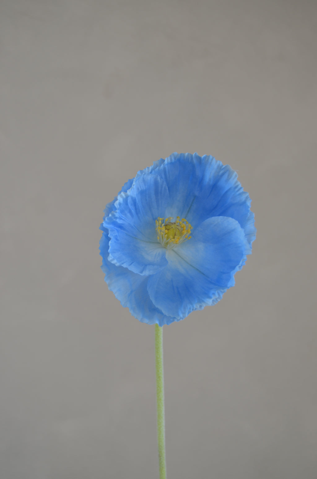 Poppy Blauw