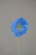 Poppy Blauw