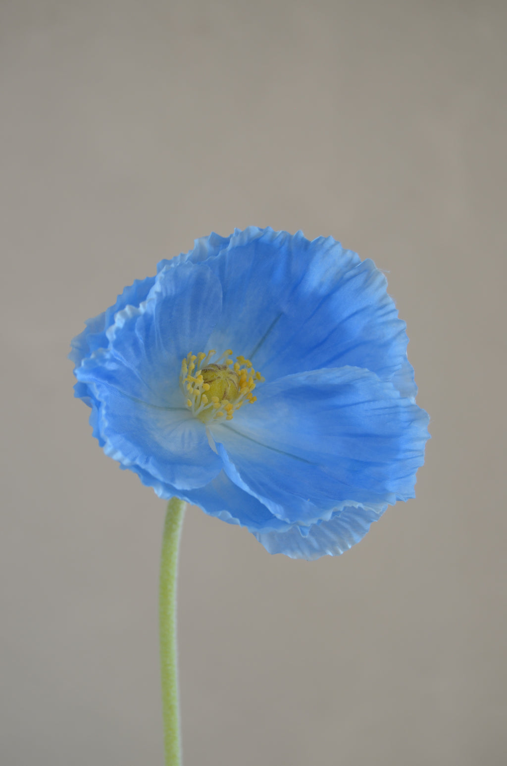 Poppy Blauw