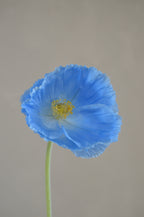 Poppy Blauw