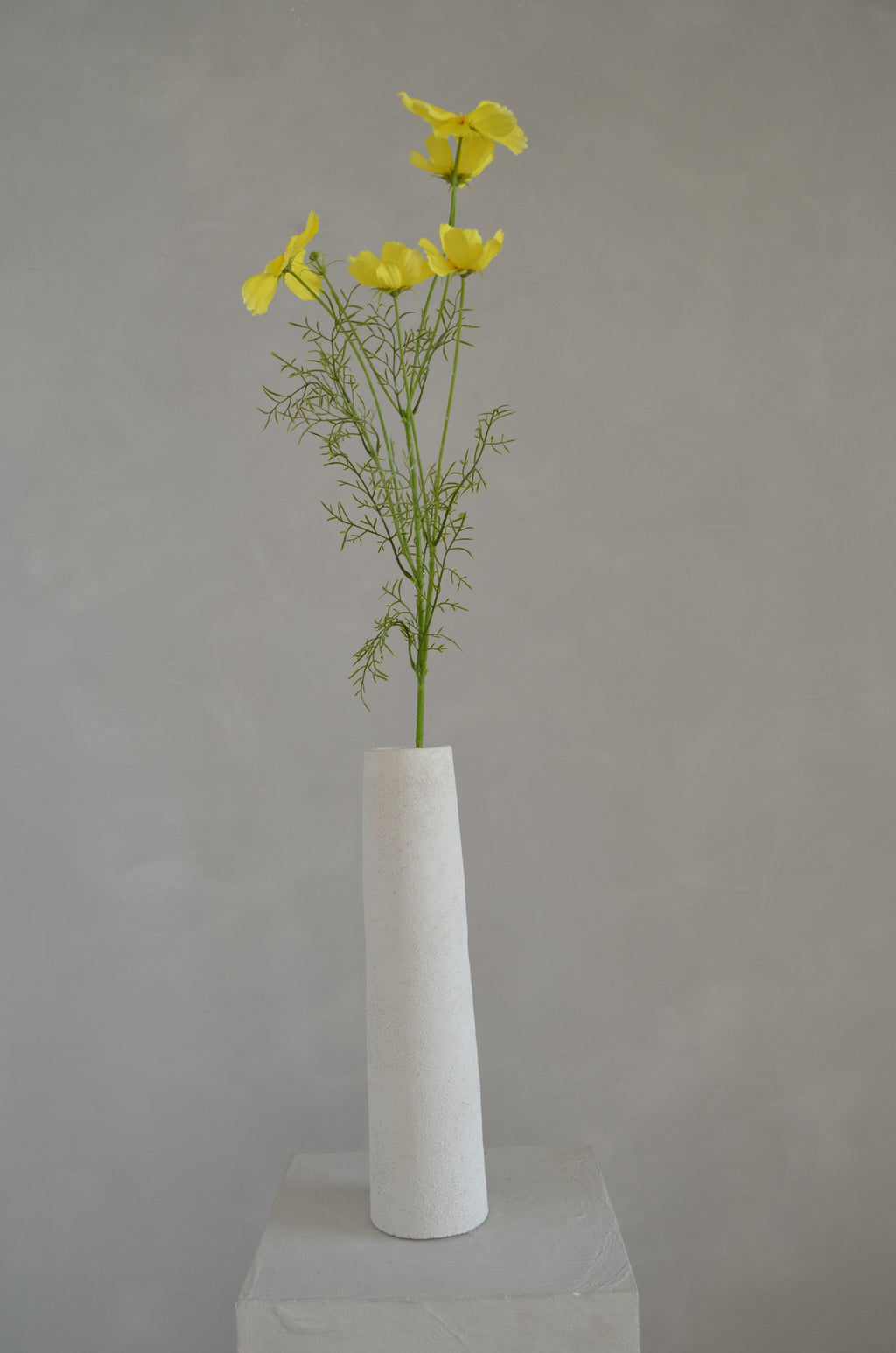 Cosmos geel