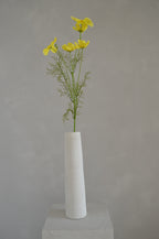Cosmos geel