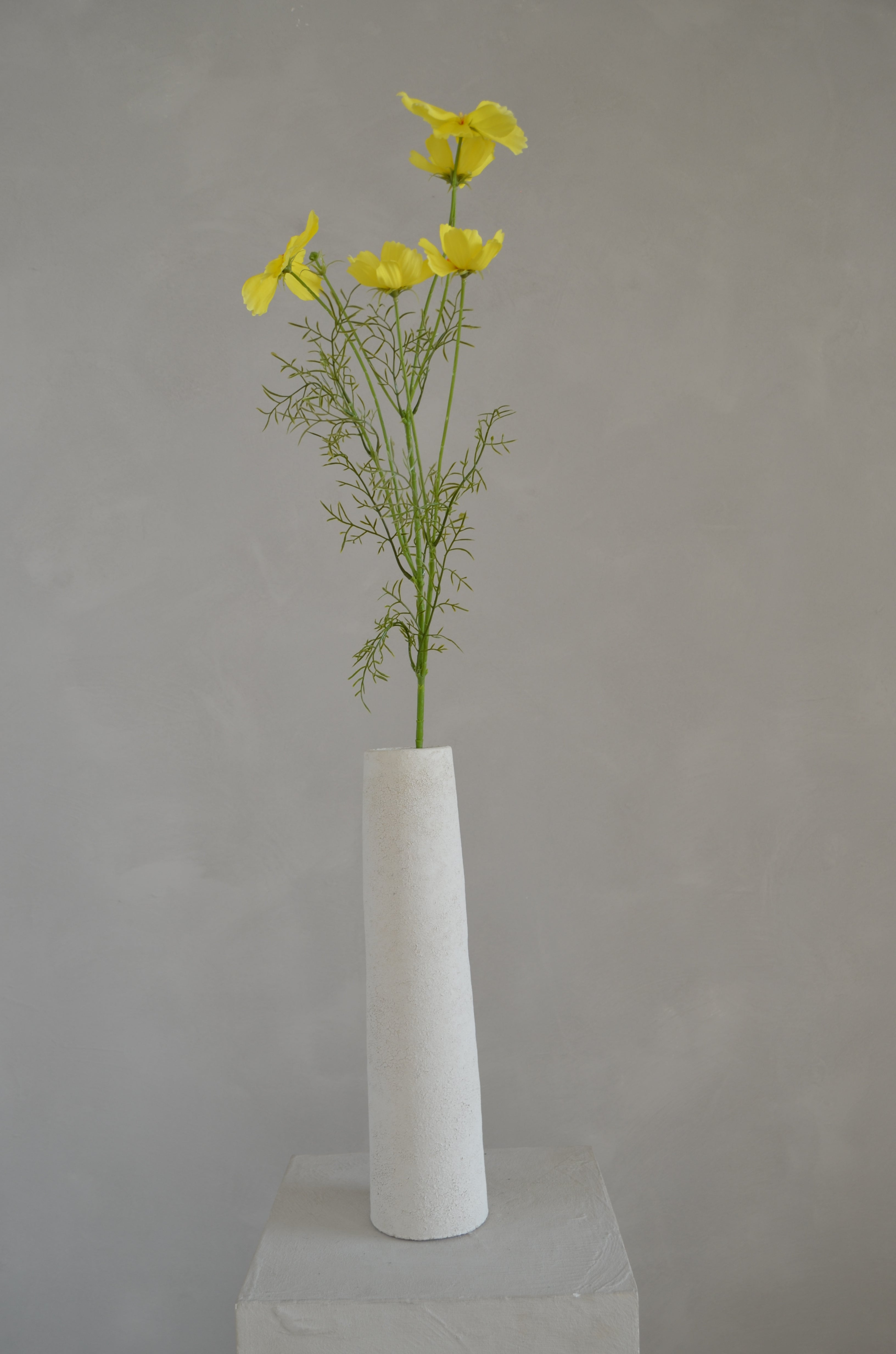 Cosmos geel