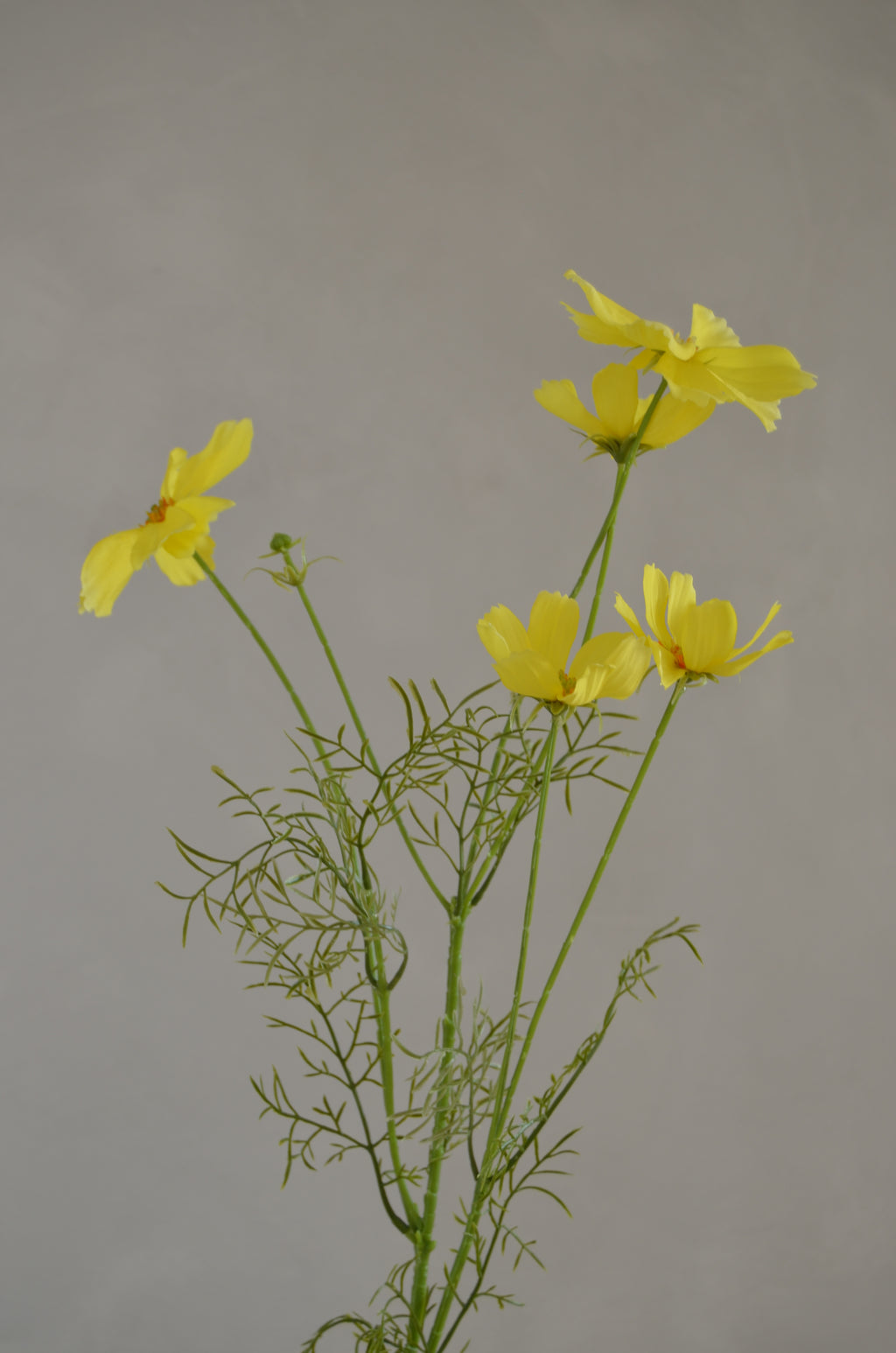 Cosmos geel