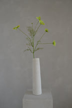 Cosmos groen