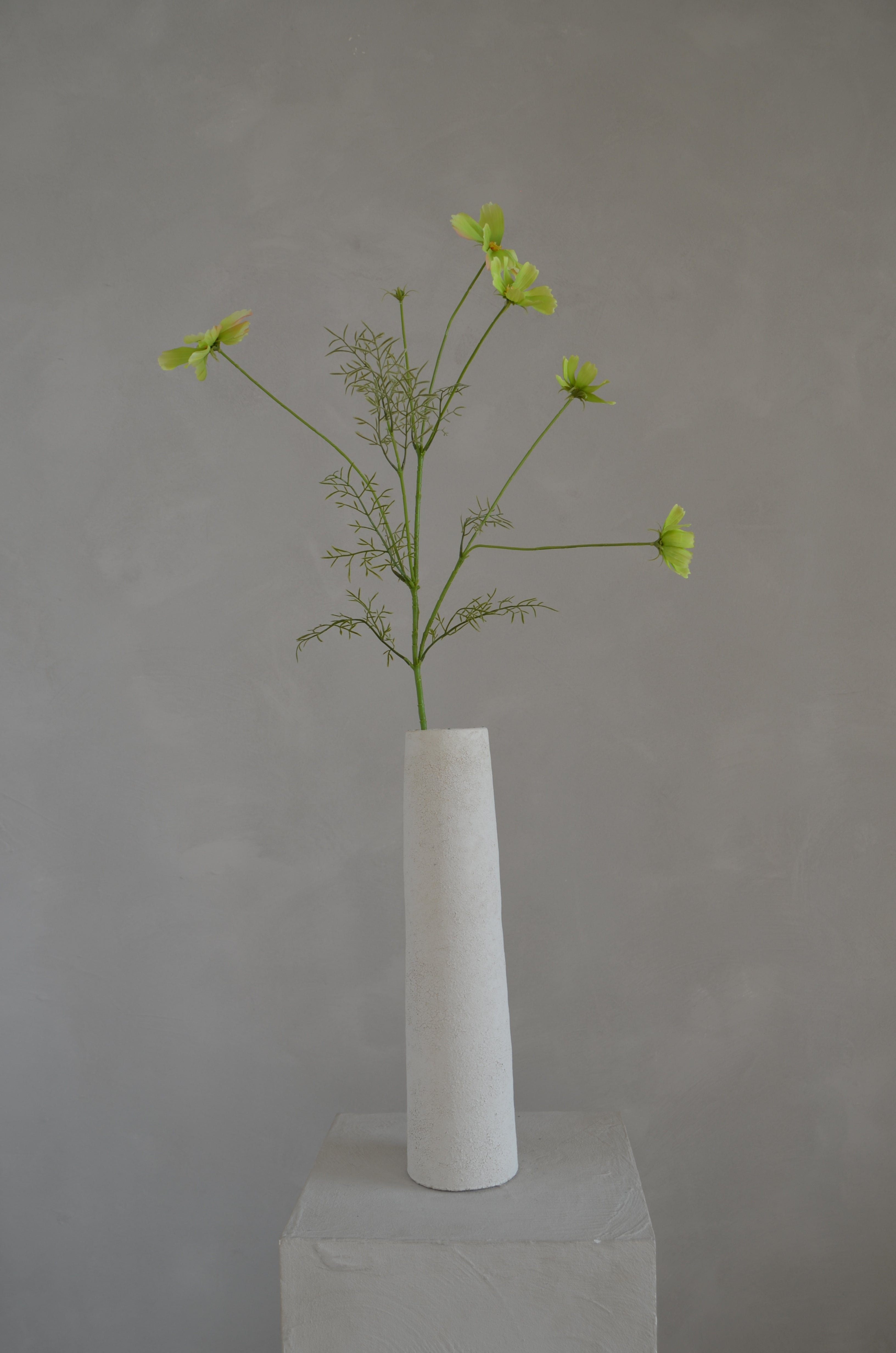 Cosmos groen