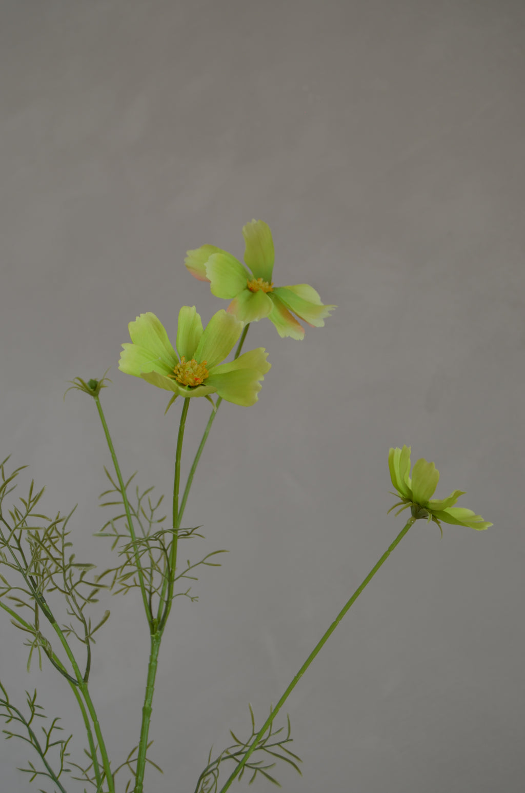 Cosmos groen