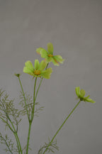 Cosmos groen