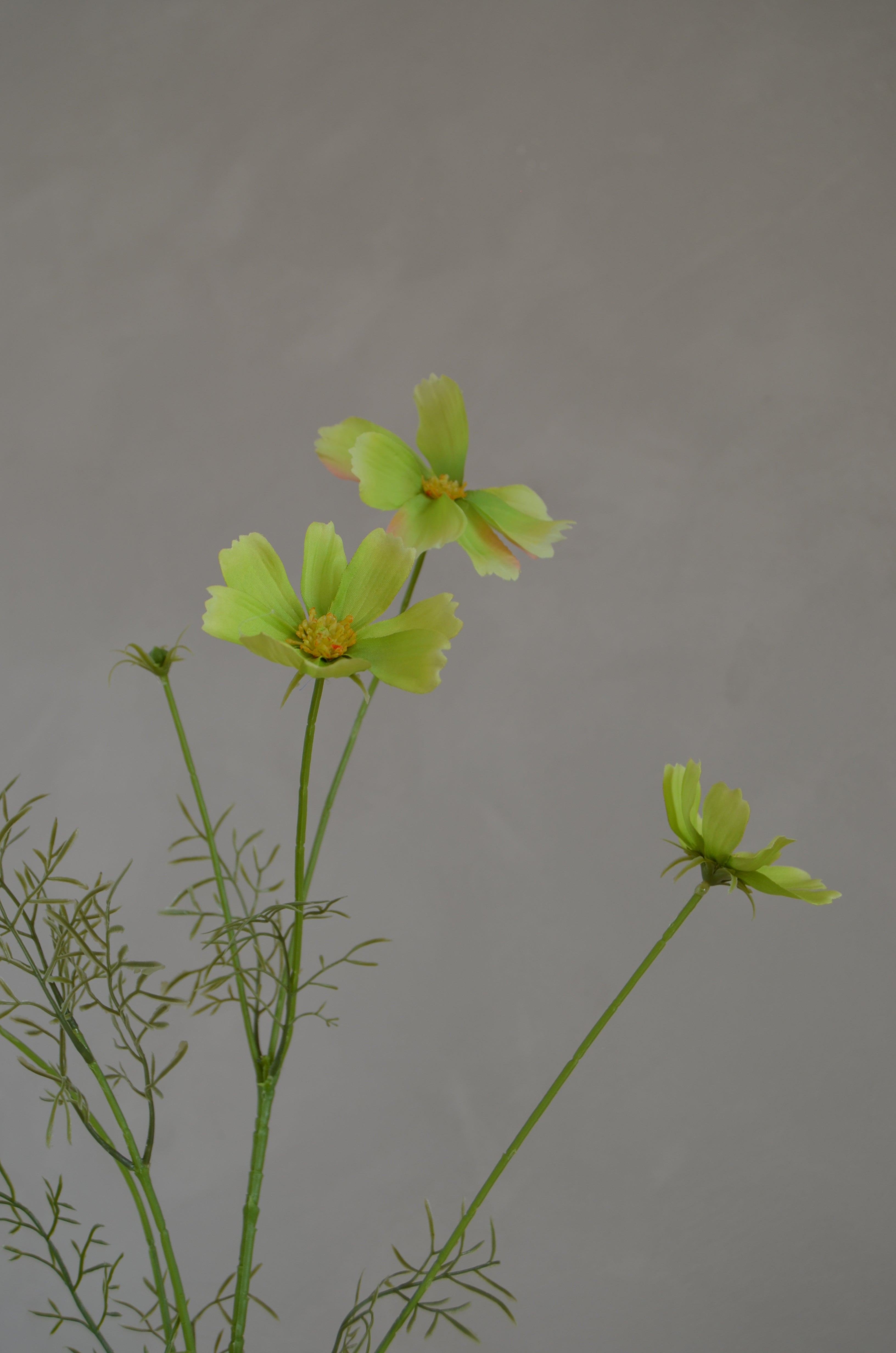 Cosmos groen