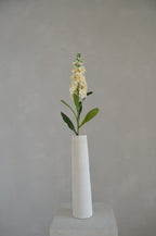 Matthiola crème