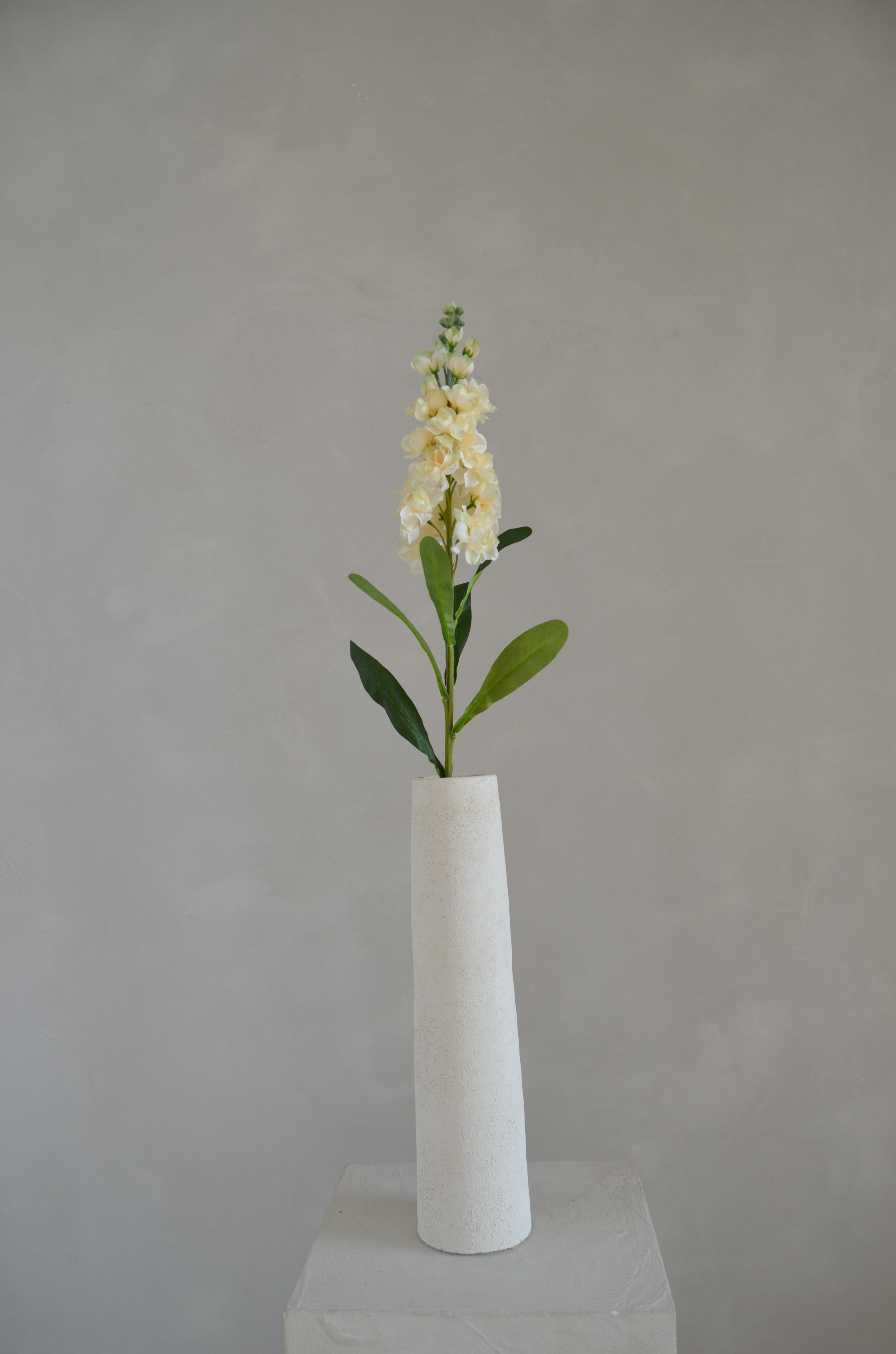 Matthiola crème