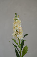 Matthiola crème