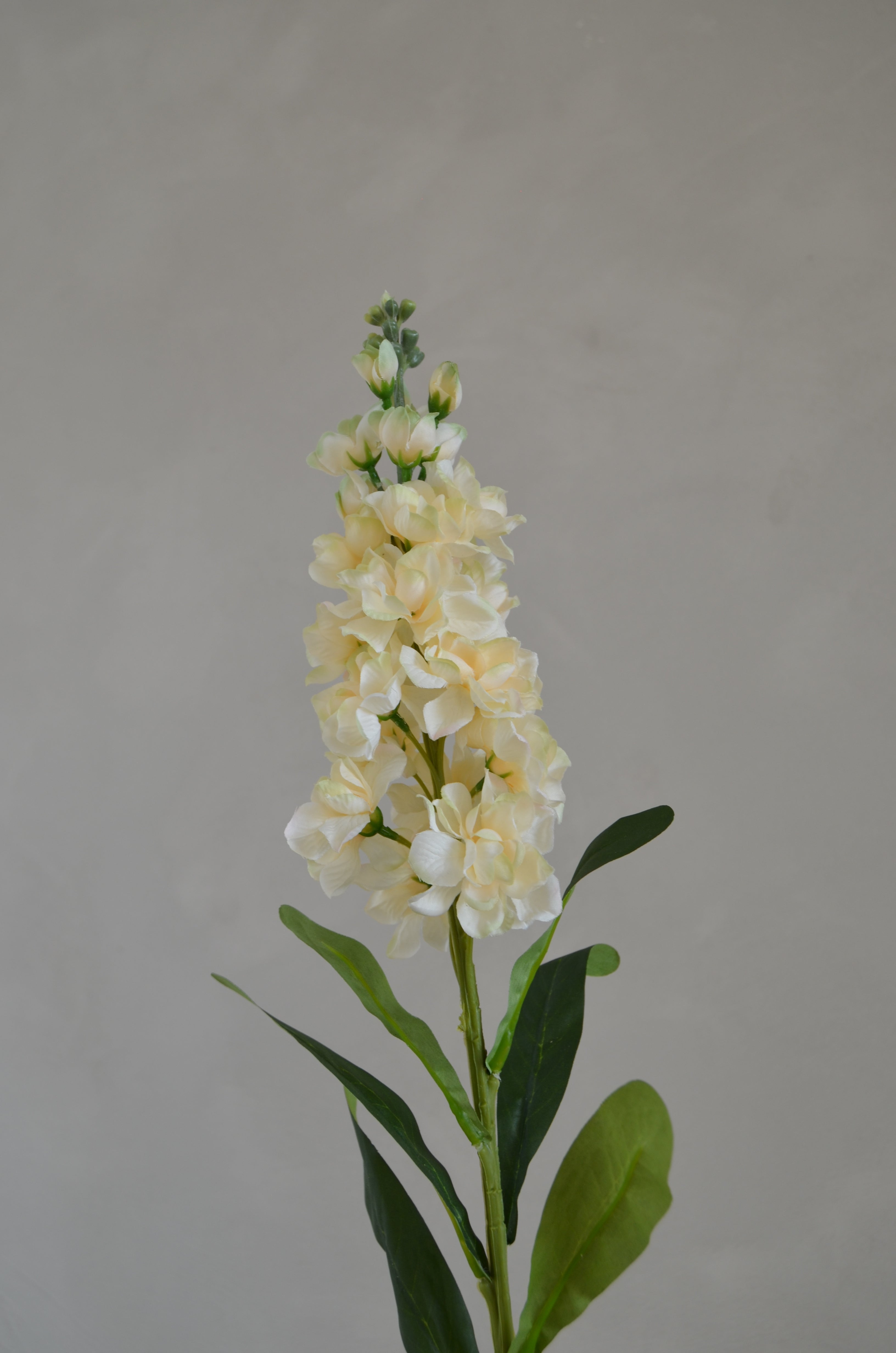 Matthiola crème