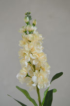Matthiola crème