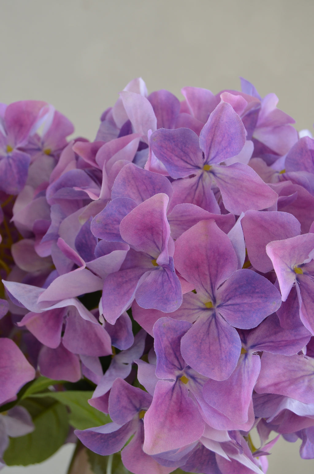 Retail Therapy - Hortensia paars