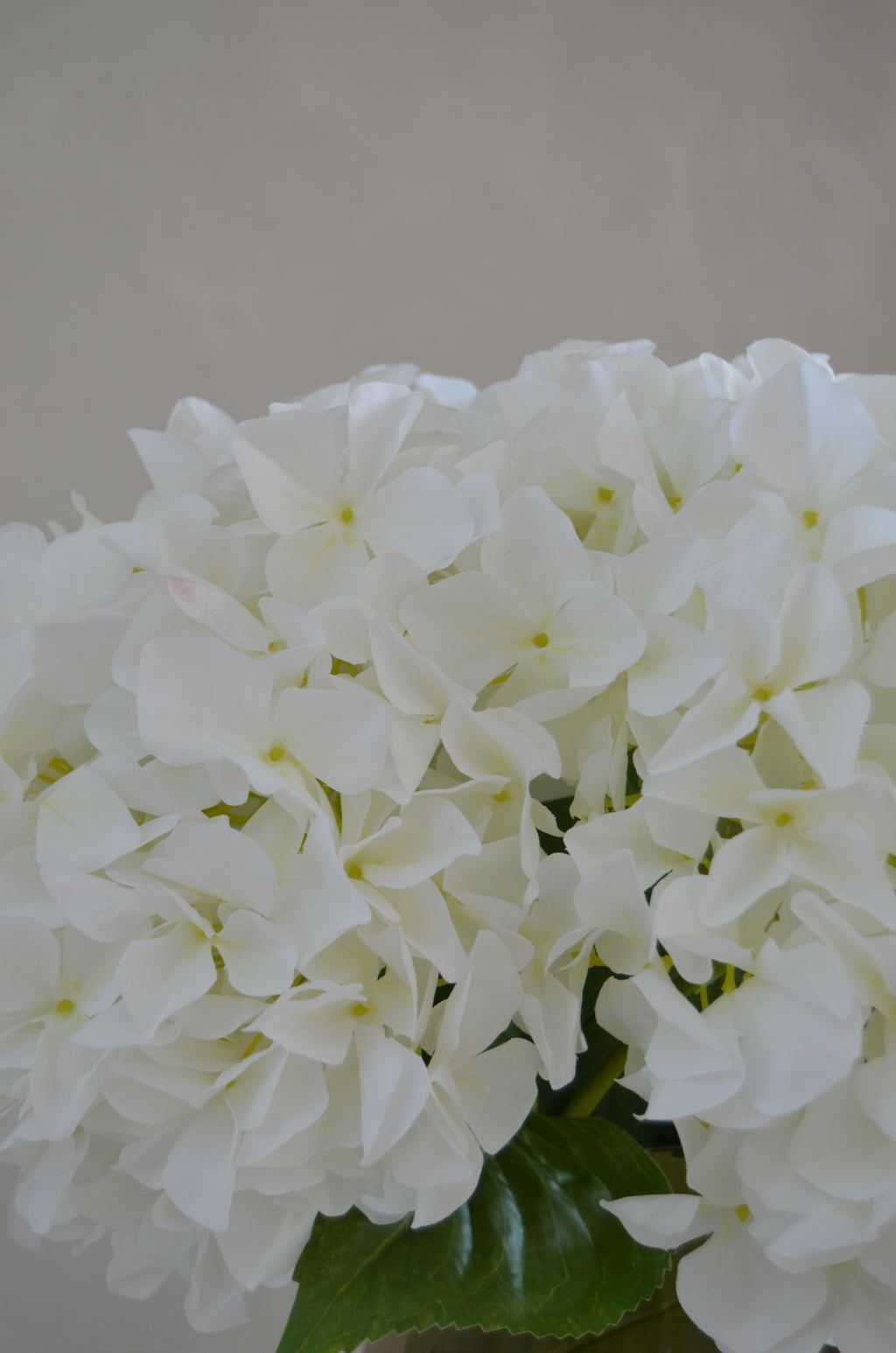 Retail Therapy - Hortensia wit