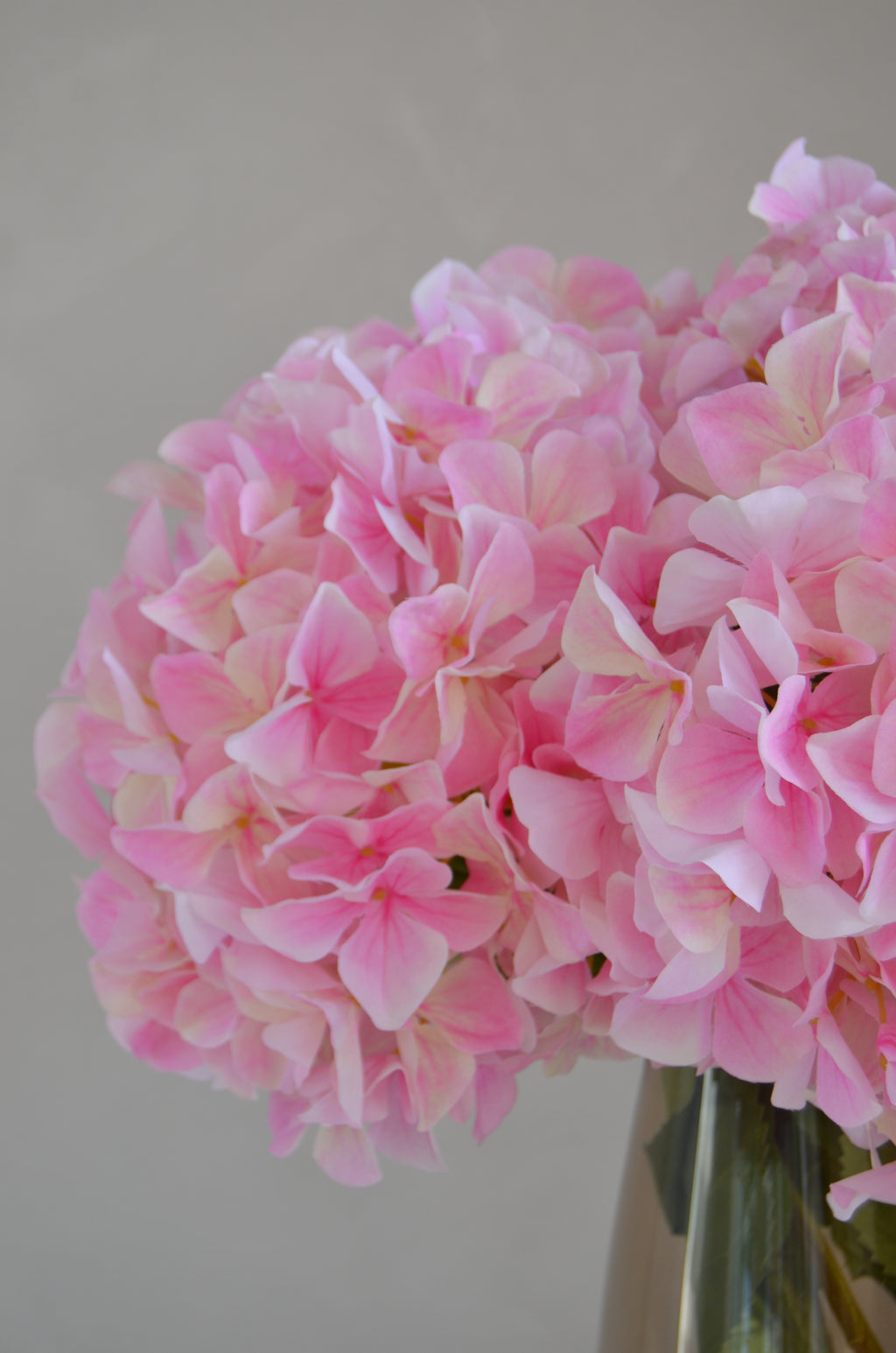Retail Therapy - Hortensia roze