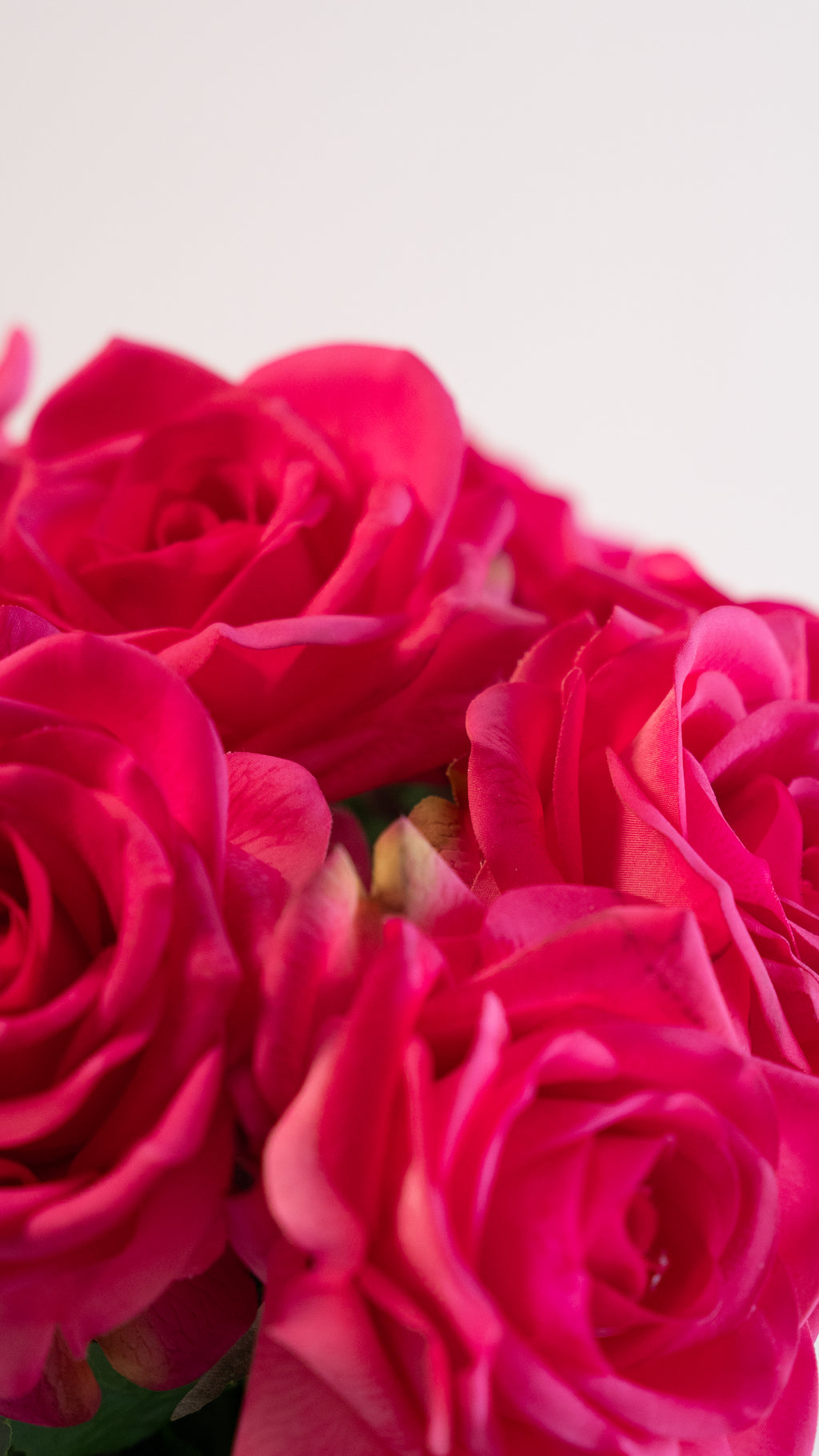 One and only (6 rozen)