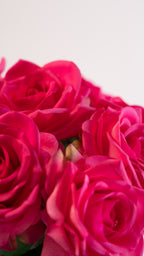 One and only (6 rozen)