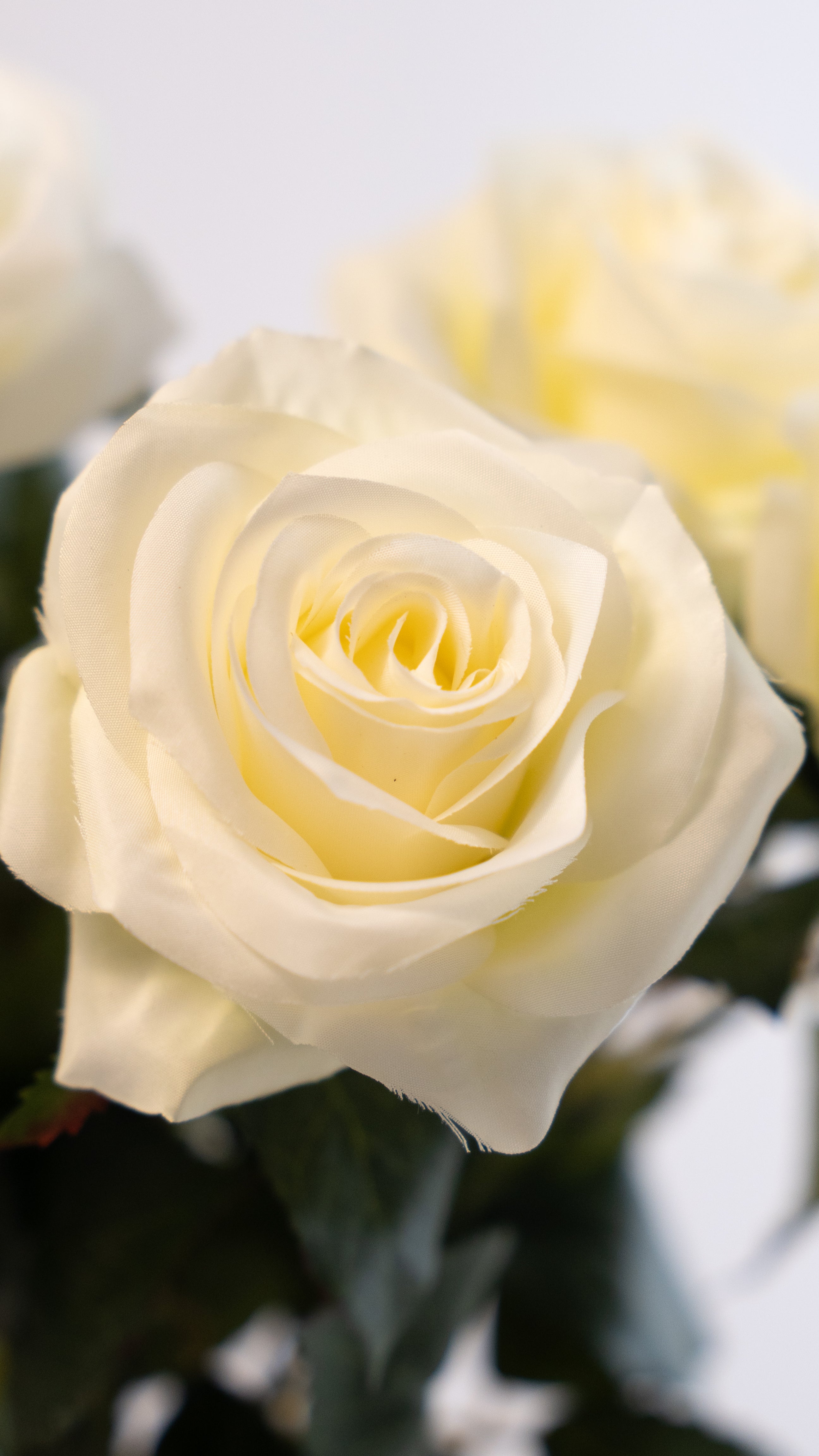 Because of you (5 rozen)